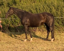 broodmare Daylight H (Hanoverian, 2007, from Dancier)