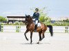 dressage horse Floretto Dk (Austrian Warmblood, 2012, from Fürstenball)