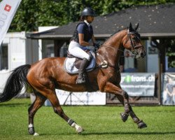 jumper Giandra V. Schloesslihof CH (Swiss Warmblood, 2015, from Gitano V Berkenbroeck)