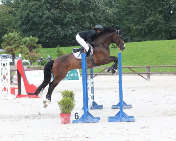 jumper Levito Z (Zangersheide riding horse, 2014, from Levisto Z)
