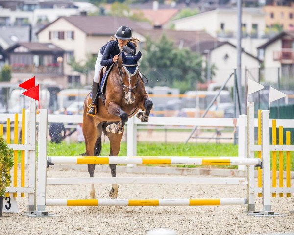 Springpferd Miss H (KWPN (Niederländisches Warmblut), 2017, von VDL Harley)