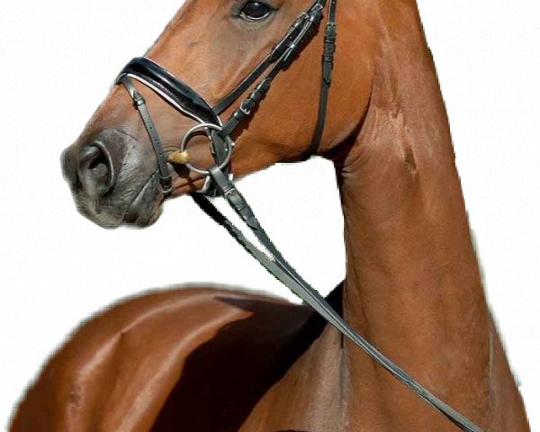 dressage horse Samba la belle (Westphalian, 2017, from Sir Heinrich OLD)