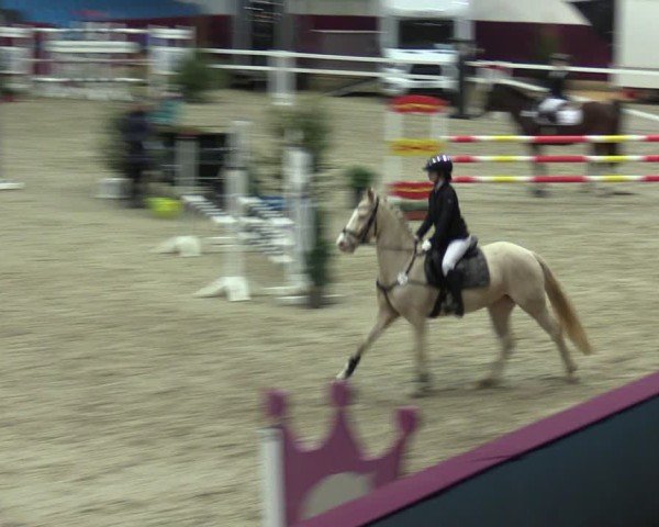 Reitturnier Neustadt/Dosse - Graf von Lindenau-Halle 2024