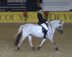 dressage horse Holly 105 (Fjord Horse, 2001, from Haavaniko)