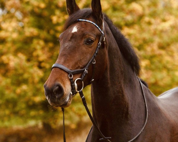 Springpferd Calista (Dänisches Warmblut, 2011)