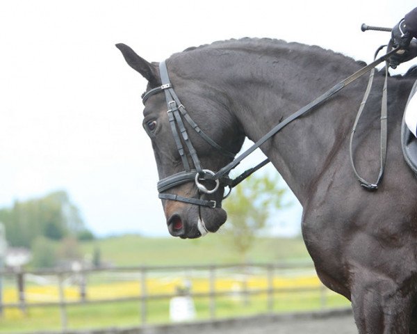 dressage horse Fagheera (Oldenburg, 2003, from Depardieu 11)