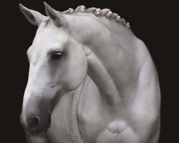 dressage horse Ebersinaa (Swedish Warmblood, 2009, from VDL Cardento 933)