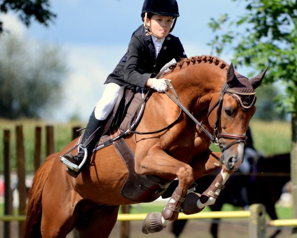 stallion Top Montreal (German Riding Pony, 2007, from Marsvogel xx)