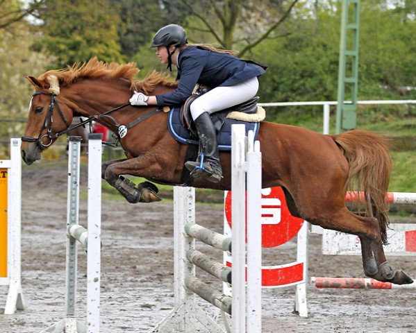 broodmare Top Tinkabell (German Riding Pony, 2009, from Top Gun I)