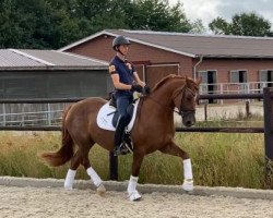 broodmare Joy (Hanoverian, 2012, from Foundation 2)