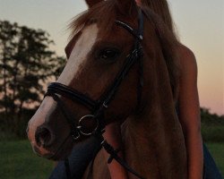 broodmare Fee (German Riding Pony, 1997, from Leicester)