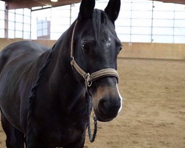 jumper Santana 793 (German Riding Pony, 2002)