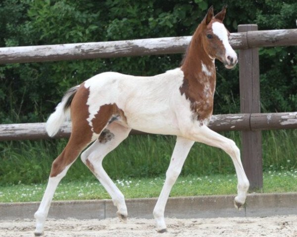 Dressurpferd Für immer mein (Deutsches Reitpony, 2021, von Für immer du)