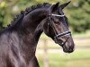 dressage horse Dressage Diamond (Oldenburg, 2014, from Dressage Royal)