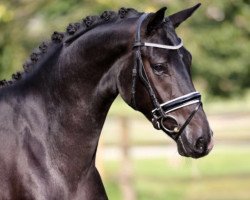 dressage horse Dressage Diamond (Oldenburg, 2014, from Dressage Royal)