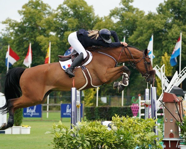 jumper Vol'Ovent de La Serre (Selle Français, 2009, from Diamant de Semilly)