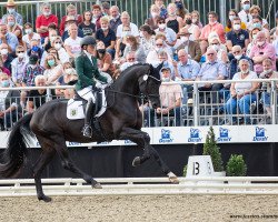 stallion Fair Deal (Oldenburg, 2018, from Franklin)