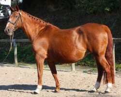 broodmare Volute du Ronceray (Selle Français, 1987, from Plein d'Espoir IV)