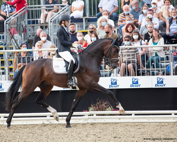 stallion Debutant PS (Oldenburg, 2018, from Deparon)
