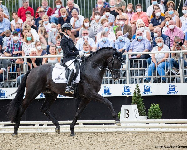 dressage horse Bonjour (Hanoverian, 2018, from Bon Coeur)
