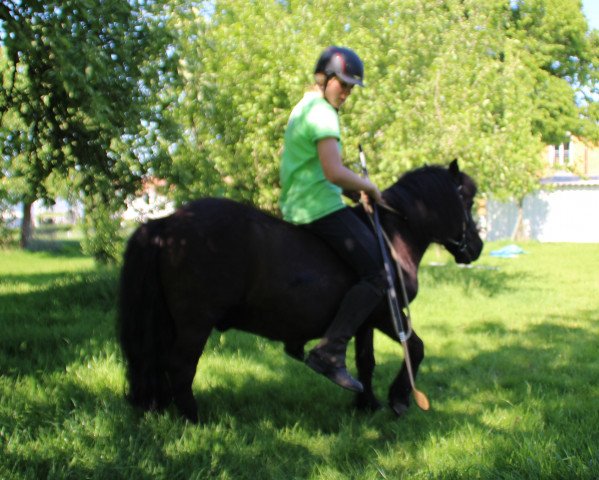 dressage horse Otto 54 (unknown, 1990)