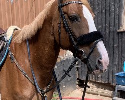 horse Dolmet Odyseja (Polnisches Warmblut, 2005, from Sir Laryks)