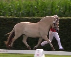 broodmare Dana (Fjord Horse, 2010, from Dylar)