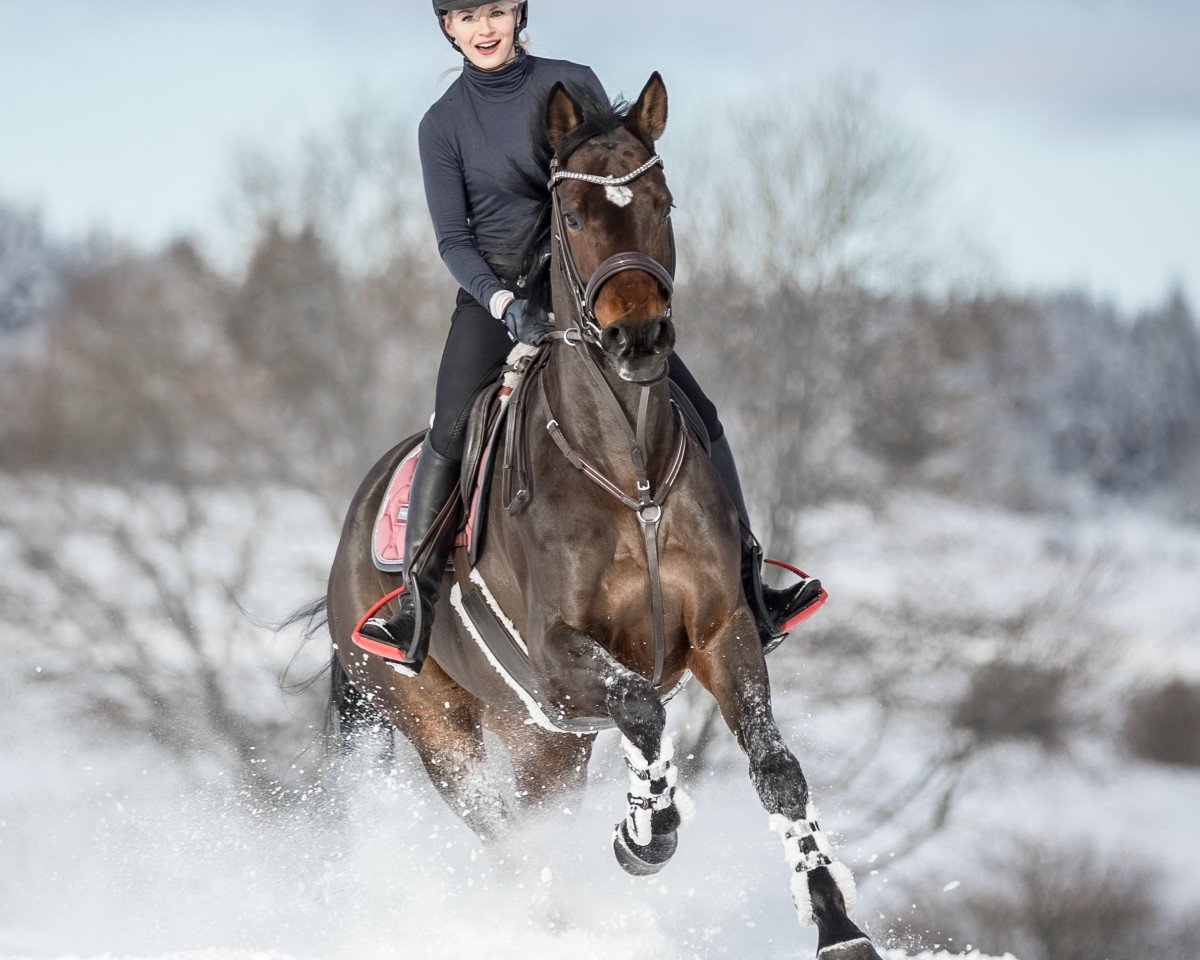 Springpferd Viscount's Wilma (Hannoveraner, 2013, von Viscount 22)