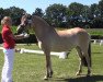 broodmare Lahja (Fjord Horse, 2014, from Vacceur)