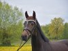 dressage horse Corabelle S (German Sport Horse, 2017, from For Romance I)