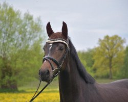 dressage horse Corabelle S (Deutsches Sportpferd, 2017, from For Romance I)