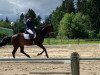 dressage horse EMH Santiago (Württemberger, 2009, from Sandro Hit)