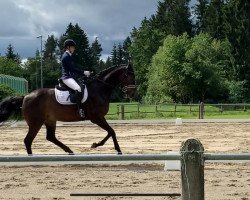 dressage horse EMH Santiago (Württemberger, 2009, from Sandro Hit)