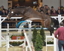 jumper Newton van de Stuyvenhoek (Belgian Warmblood, 2013, from Crescendo)