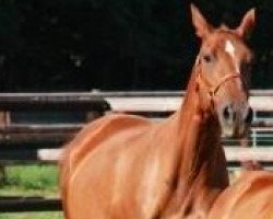 broodmare Tonnique van het Hoekje (Belgian Warmblood, 1996, from Almhugel de Lauzelle)