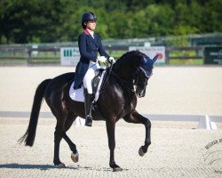 dressage horse Halston (German Sport Horse, 2008, from Hotline)