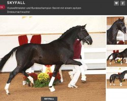 stallion Skyfall (German Sport Horse, 2018, from Secret)