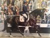 dressage horse Darling Harbour 3 (German Sport Horse, 2014, from Dante Weltino Old)