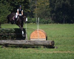 dressage horse Roselynn (German Sport Horse, 2018, from Farewell III)