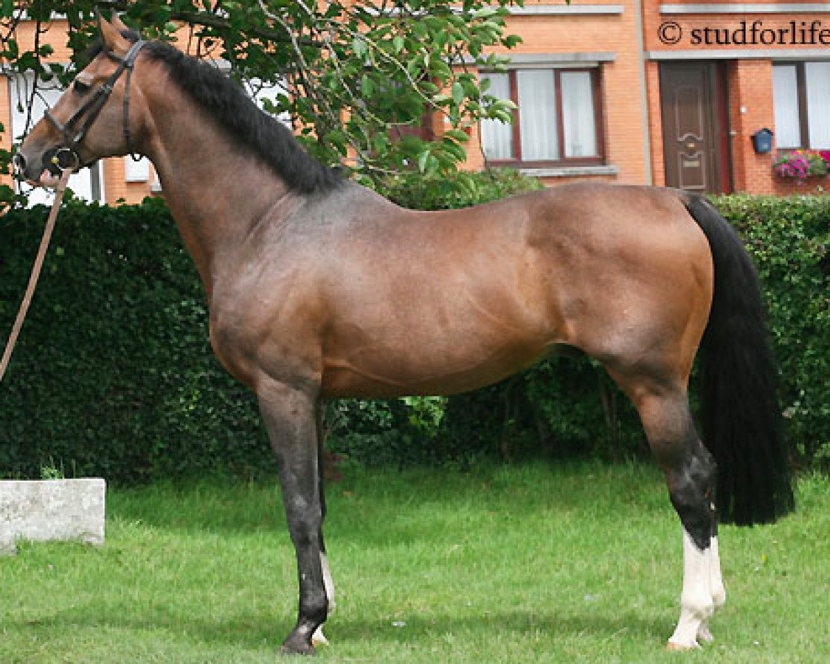 Deckhengst Essentiel de Brève (Selle Français, 1992, von Quidam de Revel)