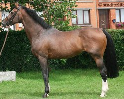 stallion Essentiel de Brève (Selle Français, 1992, from Quidam de Revel)