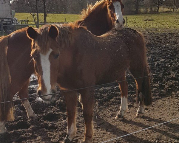 horse Napo 2 (German Riding Pony, 1992, from Nedo II)