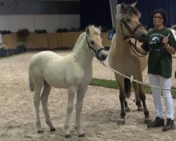 horse Basha (Fjord Horse, 2013, from Bjarne)