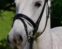 Springpferd Ella 118 (Irish Sport Horse, 2006)