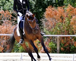 dressage horse Dancy (Hanoverian, 2014, from Desperados FRH)