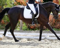 dressage horse Divinity (Hanoverian, 2013, from Desperados FRH)