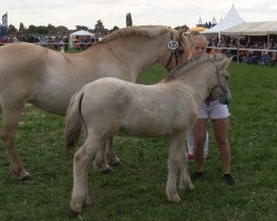 broodmare Ilvy (Fjord Horse, 2013, from Ismo)