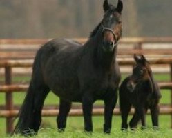 broodmare Womina (Belgian Warmblood, 1999, from Lawrence*HN)