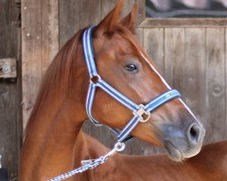 dressage horse Quintero MW (German Riding Pony, 2019, from Quaterback's Junior)