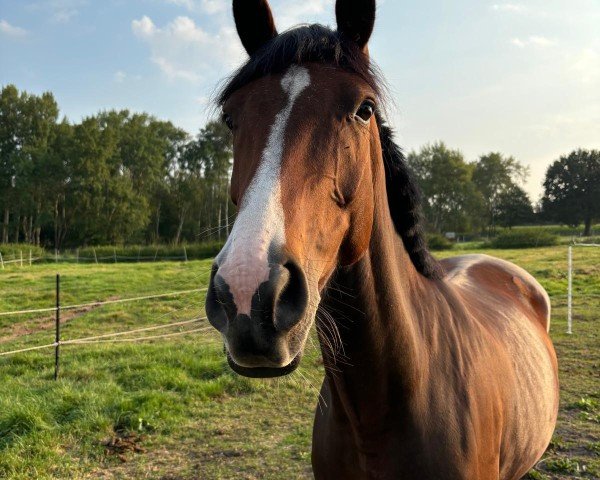 Springpferd Chiccalina (Hannoveraner, 2019, von Carridam)